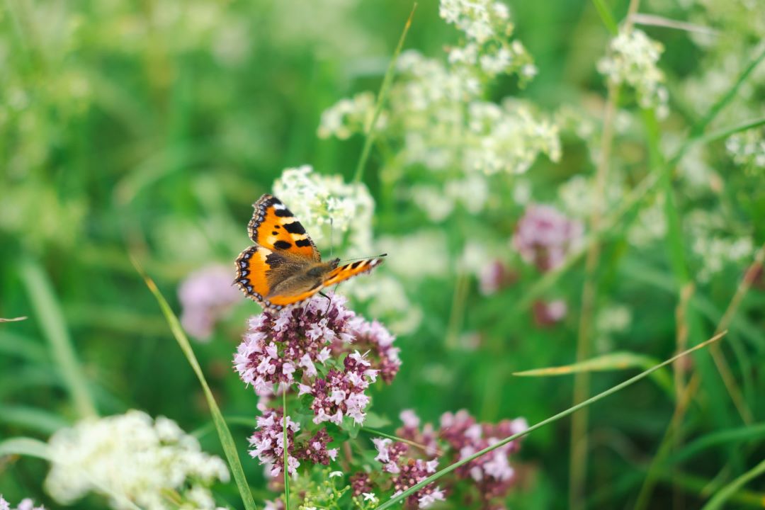 Sommerfugl på blomstermark